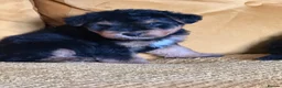 Mixed Breed dogs for sale: Wawauzer puppies  - Advert 8