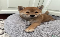 Japanese Shiba Inu dogs for sale: Japanese Shiba Inu Puppies - Image 21
