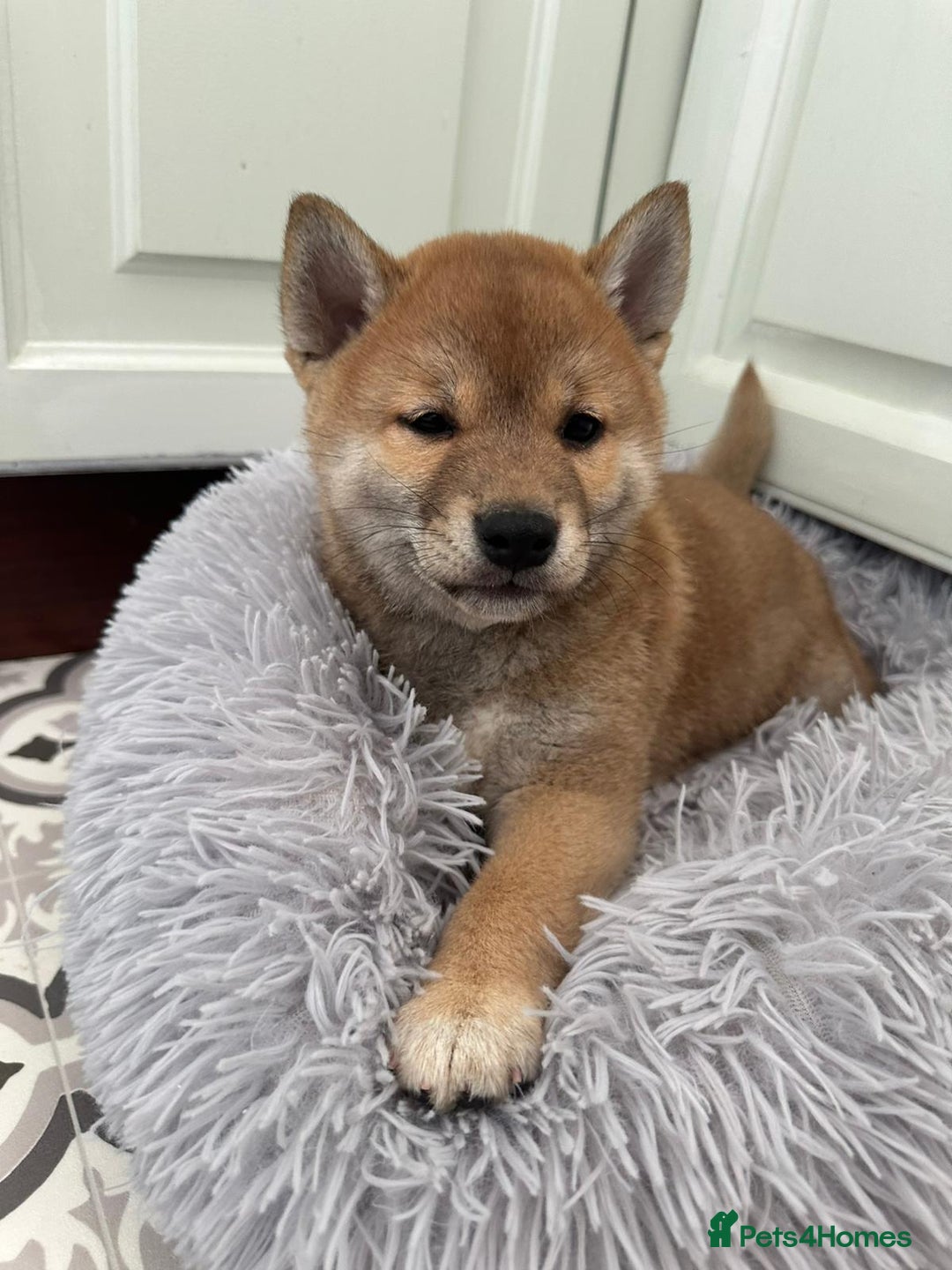 Japanese Shiba Inu dogs for sale: Japanese Shiba Inu Puppies - Image 21
