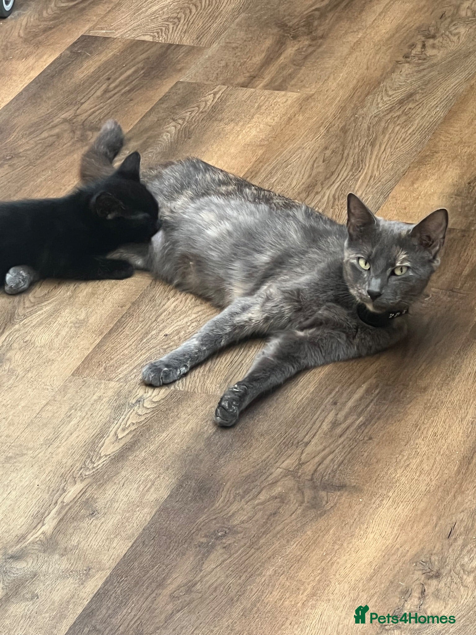 Mixed Breed cats Ready Now - Advert 1