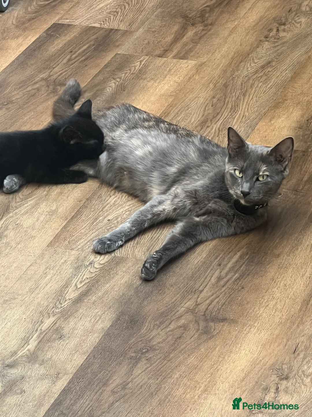 Mixed Breed cats for sale: Ready Now - Advert 1