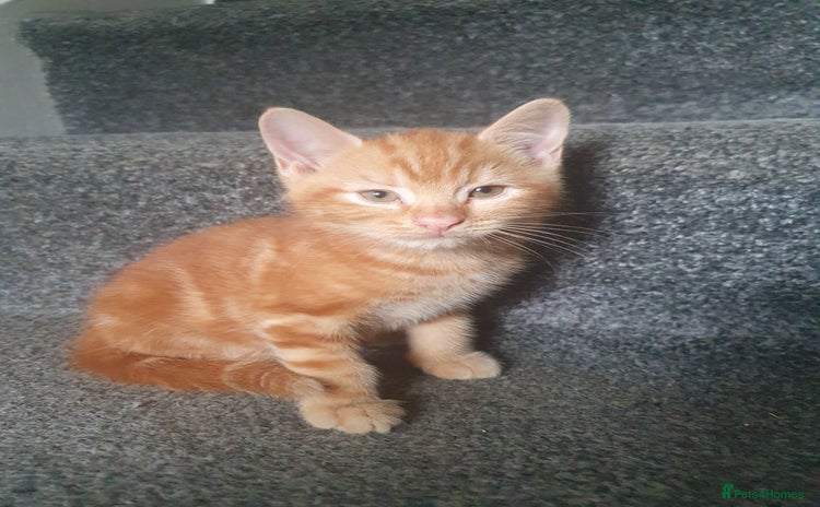 Mixed Breed cats - Advert 5