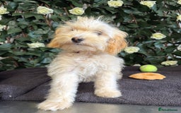 Cavapoo dogs for sale: 1 Girl Remaining ⭐️ Reduced ⭐️ F1b Cavapoos ⭐️ - Image 16