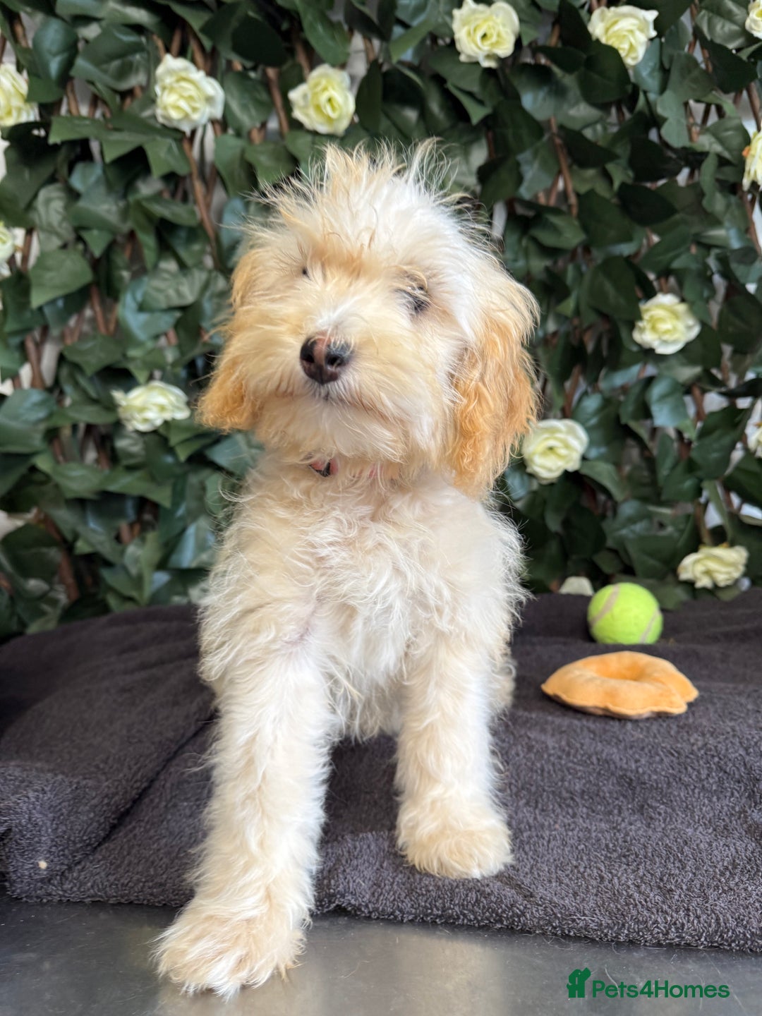Cavapoo dogs for sale: 1 Girl Remaining ⭐️ Reduced ⭐️ F1b Cavapoos ⭐️ - Image 16