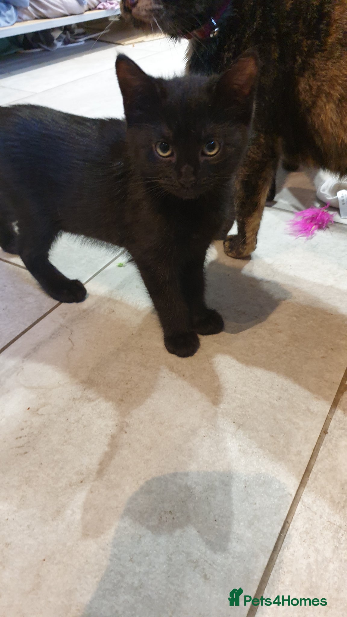 Mixed Breed cats for sale: 4 female kittens  - Advert 13
