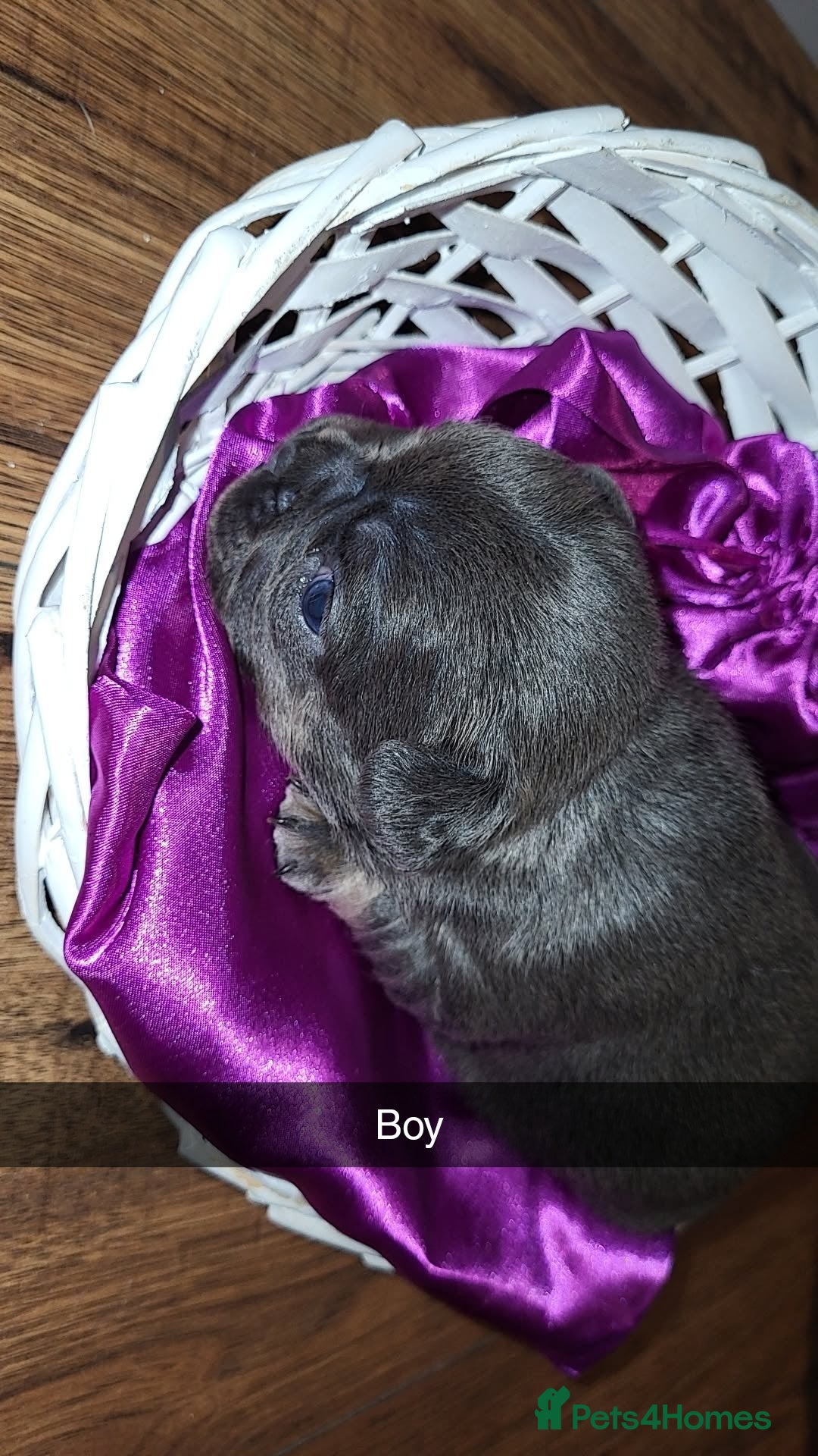 French Bulldog dogs for sale: Frenchie pups  - Advert 5