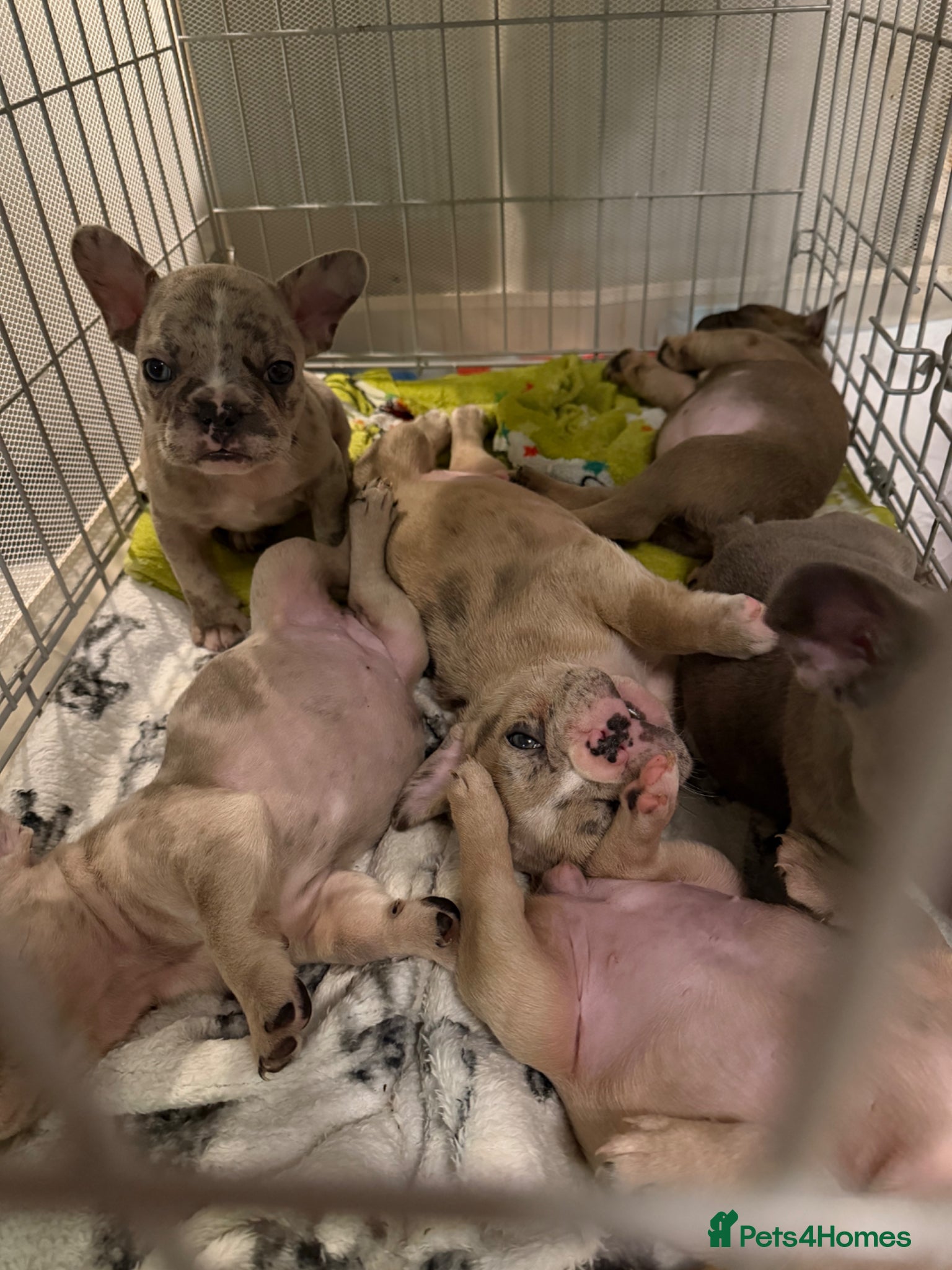 French Bulldog dogs Litter of 6 raised by a family with children  - Advert 11