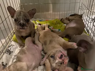 French Bulldog dogs Litter of 6 raised by a family with children - Advert 11