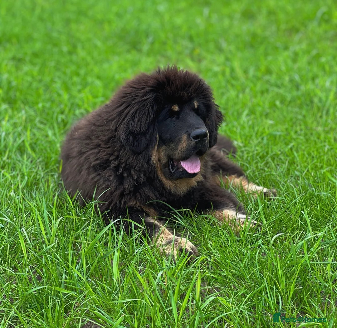 Tibetan Mastiff dogs for sale: Ready now: Outstanding Tibetan Mastiff Puppies - Advert 15