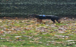 Mixed Breed dogs for sale: New home needed! - Advert 6