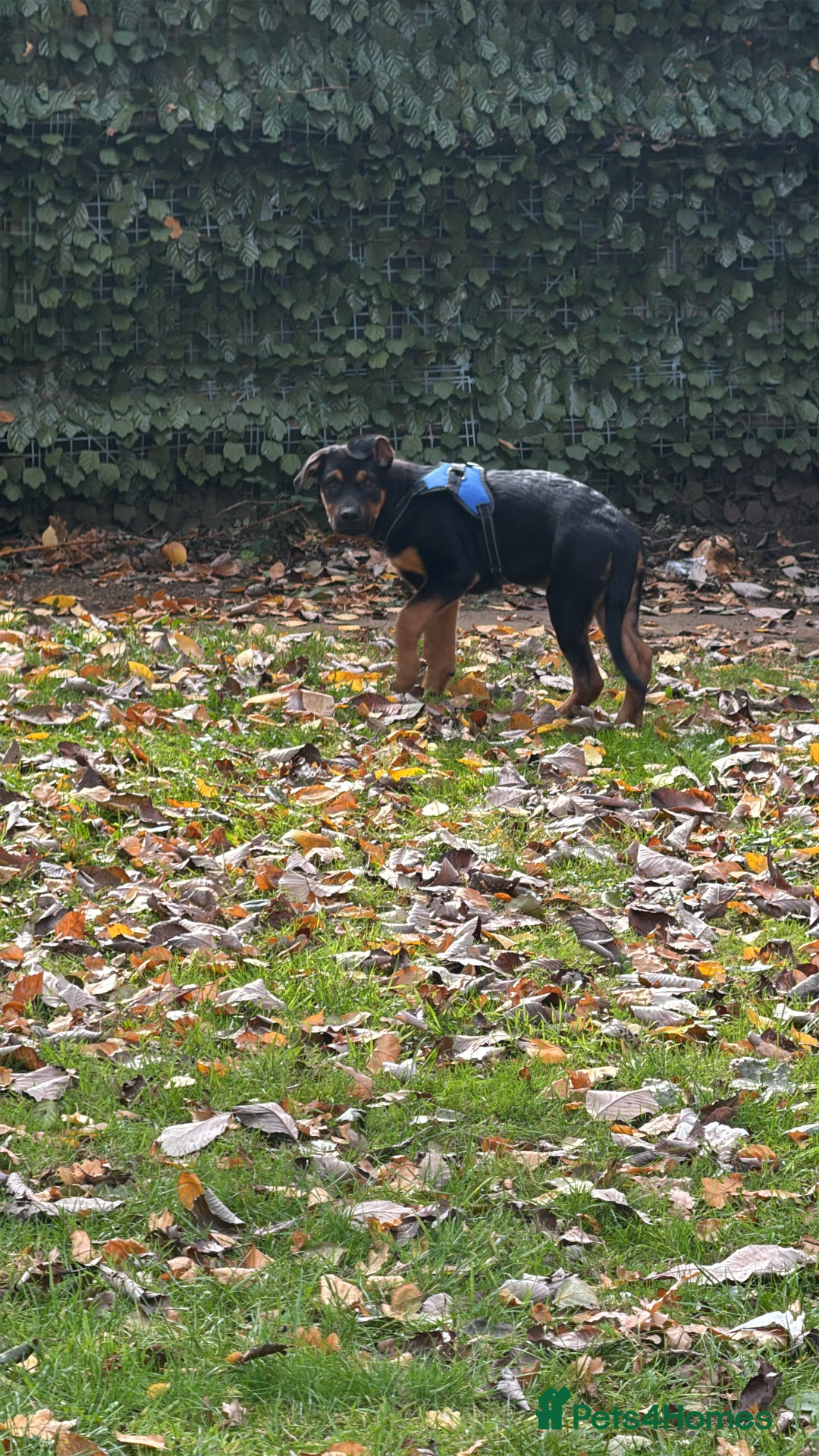 Mixed Breed dogs for sale: New home needed! - Advert 6