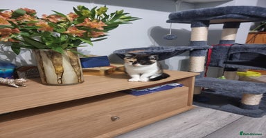 Persian cats Persian kittens - Advert 6