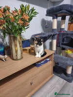 Persian cats Persian kittens - Advert 4