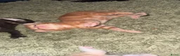 Mixed Breed cats for sale: 7 stunning kittens - Advert 8