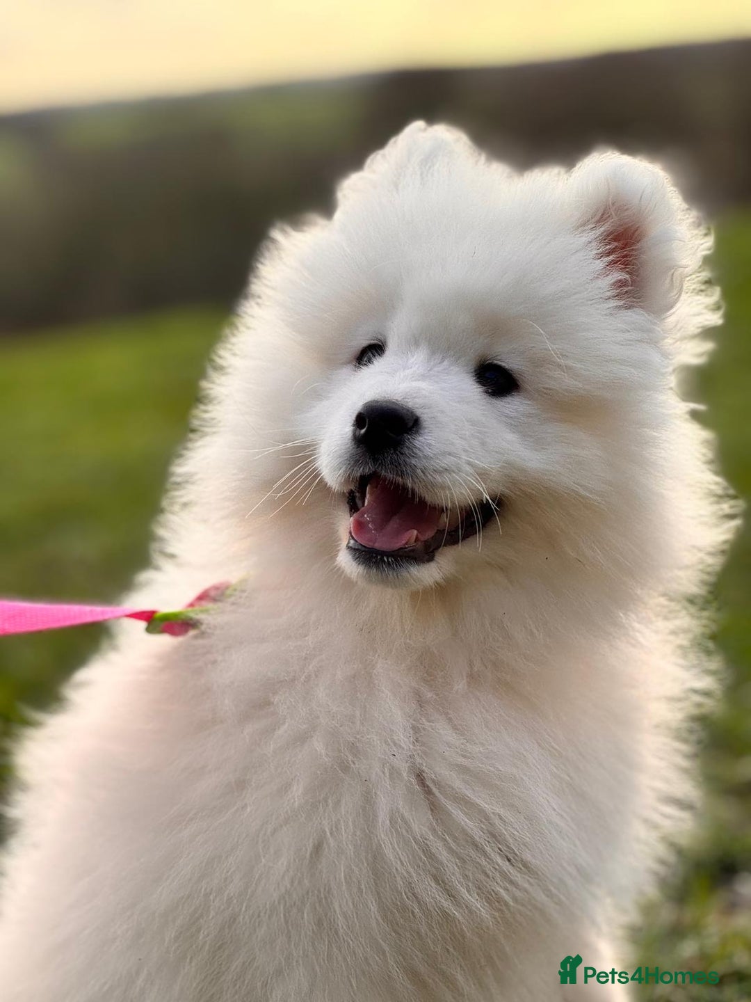 Samoyed dogs for sale: Lovely 4 GIRLS Samoyed puppy - Advert 26