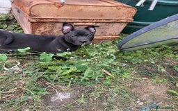 Mixed Breed dogs for sale: chow x staffy - Image 14