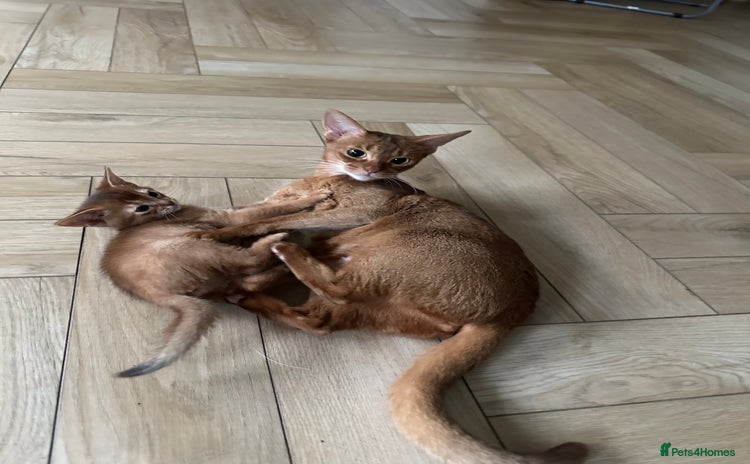 Abyssinian cats Pedigree Abyssinian kittens  - Advert 3
