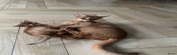 Abyssinian cats for sale: Pedigree Abyssinian kittens  - Advert 6