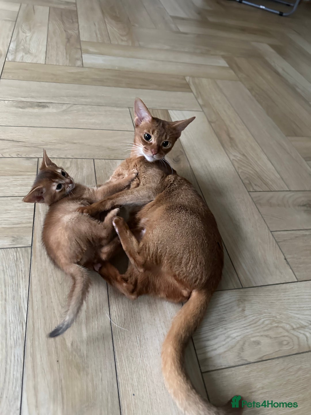 Abyssinian cats for sale: Pedigree Abyssinian kittens  - Advert 6