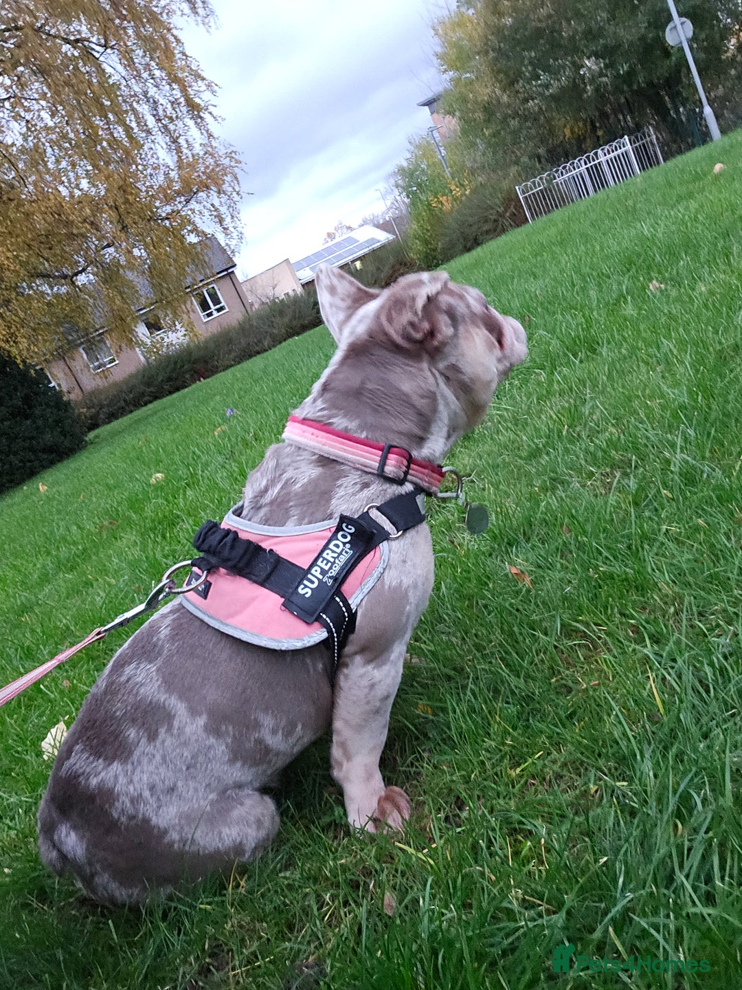 French Bulldog dogs for sale: Female 2 1/2 Yr old French bulldog - Advert 12