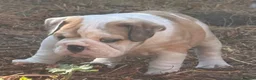 English Bulldog dogs for sale: HEALTH TESTED NEBBR REG OLDE ENGLISH BULLDOG PUPS - Advert 15