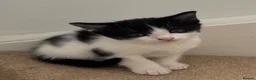 Mixed Breed cats for sale: Kittens male and female in Carmarthen - Advert 2