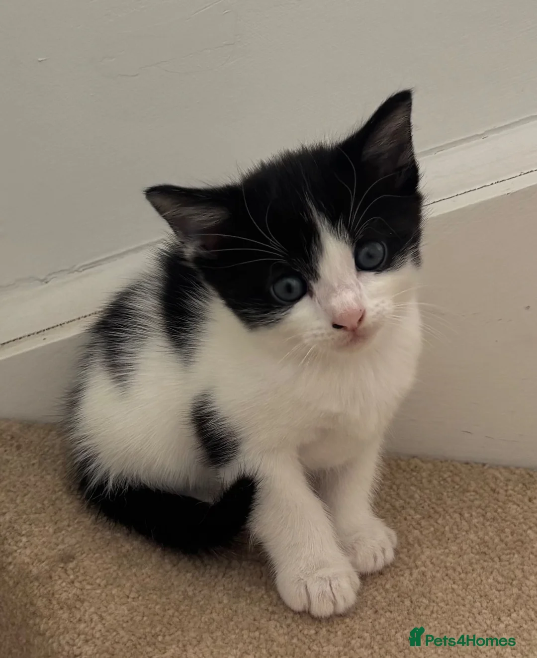 Mixed Breed cats for sale: Kittens male and female in Carmarthen - Advert 2