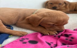 Labrador Retriever dogs for sale: Beautiful KC Fox Red Labrador Puppies - Image 6