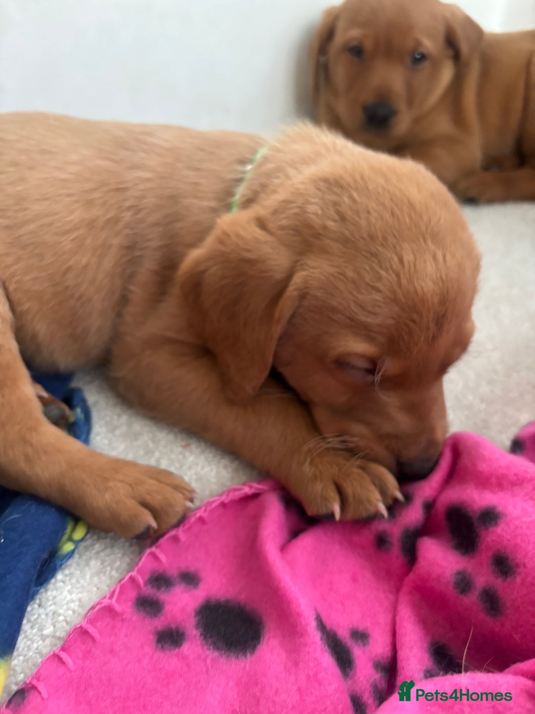 Labrador Retriever dogs for sale: Beautiful KC Fox Red Labrador Puppies - Image 6