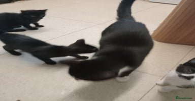 Mixed Breed cats - Advert 10