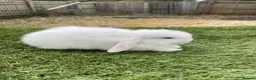 Continental Giant rabbits for sale: Purebred mini lops - Advert 5