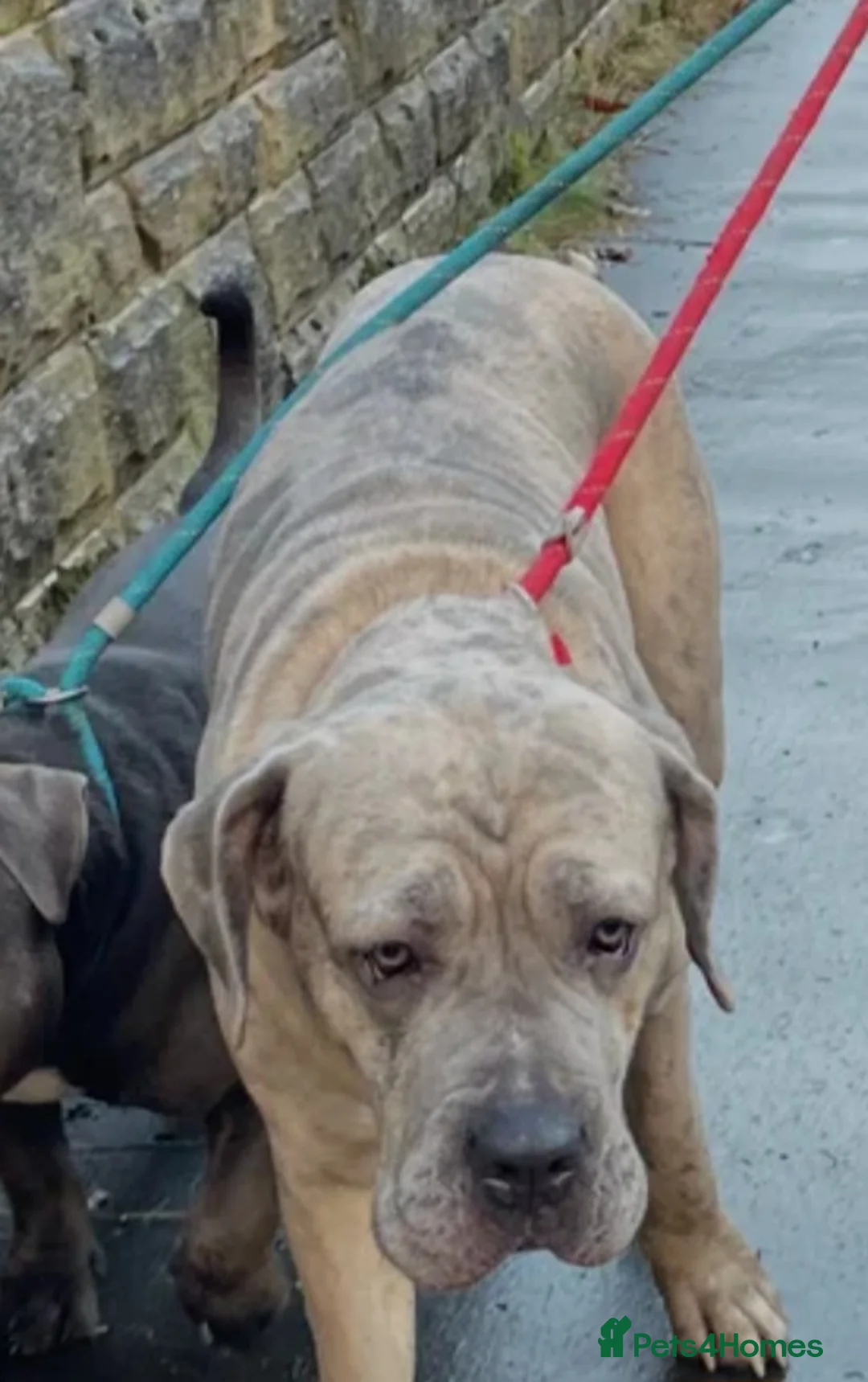 Cane Corso dogs for sale: Cane corsos in Rotherham - Advert 1