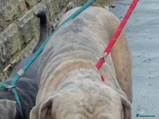 Cane Corso dogs Cane corsos in Rotherham - Advert 18