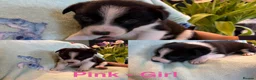 Border Collie dogs for sale: Boarder Collie puppies looking for active homes in Worcester - Advert 16