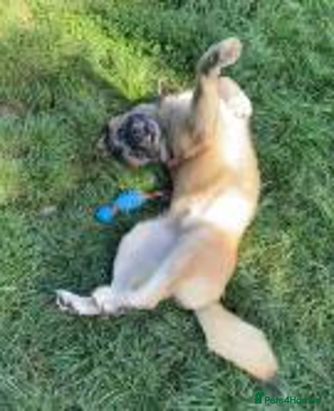 Akita dogs for adoption: Arthur in Worksop - Advert 2