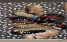 Shepsky dogs for sale: 7 beautiful Shepsky puppy’s available 🫶🏼 - Image 1