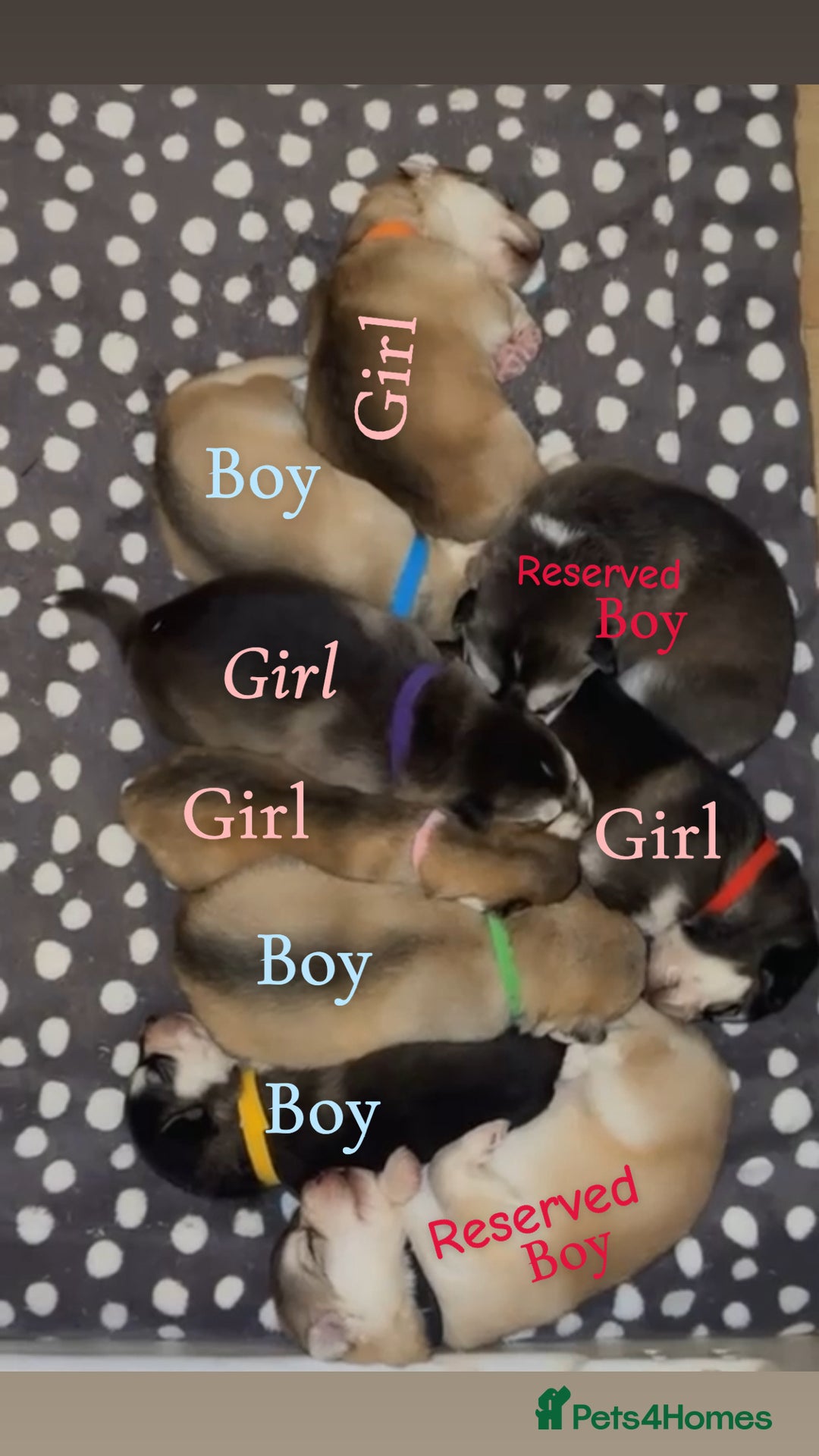 Shepsky dogs for sale: 7 beautiful Shepsky puppy’s available 🫶🏼 - Image 1