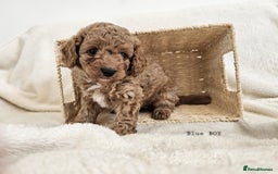 Cavapoo dogs for sale: Adorable F1b Cavapoo Puppies Ready from 20th Sept - Image 20