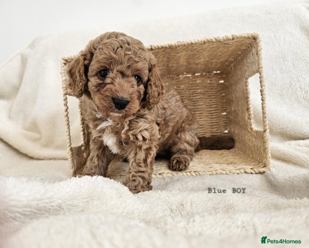 Cavapoo dogs for sale: Adorable F1b Cavapoo Puppies Ready from 20th Sept - Image 20