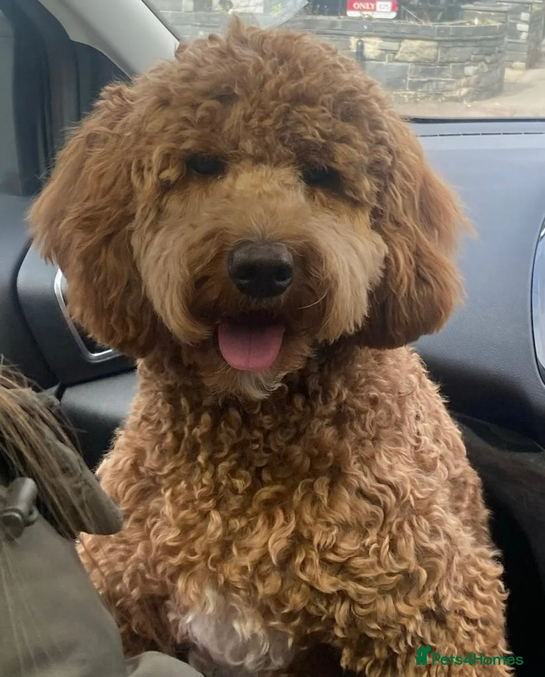 Australian Labradoodle dogs for sale: Australian Labradoodle Puppies - Advert 2