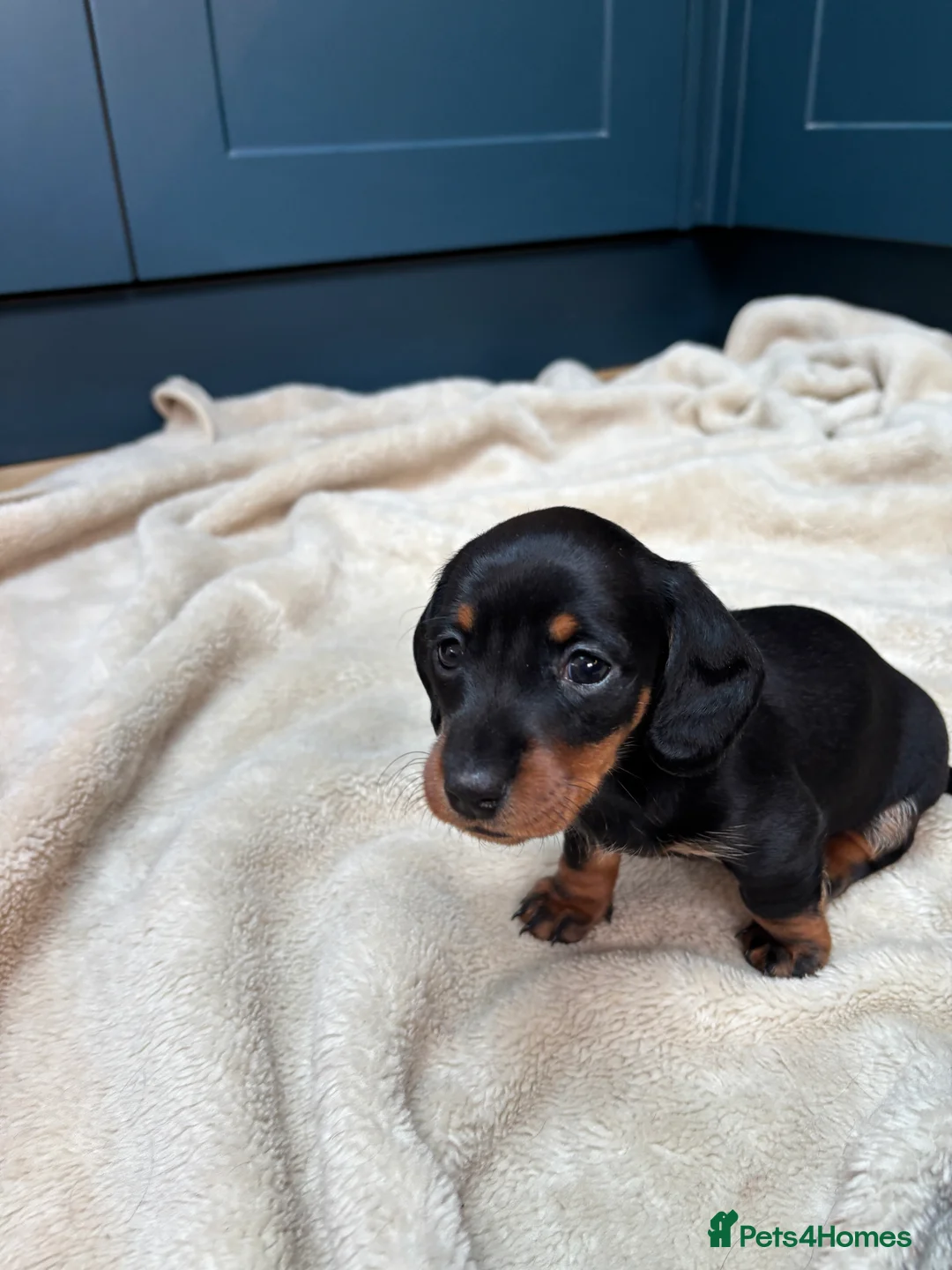 Miniature Dachshund dogs for sale: KC registered health tested miniature dachshunds - Advert 12