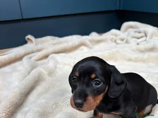 Miniature Dachshund dogs Black&Tan bitch, KC registered and health tested. - Advert 13
