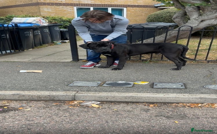 Mixed Breed dogs cane corso - Advert 2