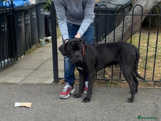 Mixed Breed dogs for sale: cane corso - Advert 1