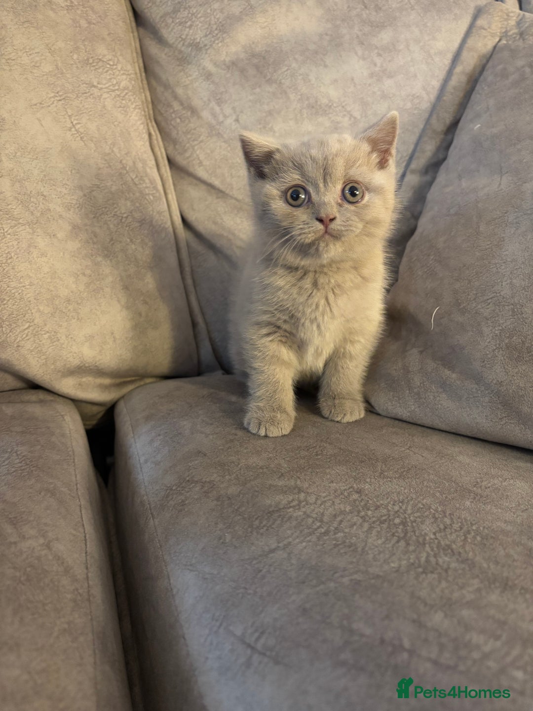 British Longhair cats for sale: British short hair x long hair kitten  - Image 3