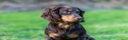 Cocker Spaniel dogs for stud: Working Chocolate & Tan Stud in Bedale - Advert 4