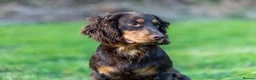 Cocker Spaniel dogs for stud: Working Chocolate & Tan Stud in Bedale - Advert 4