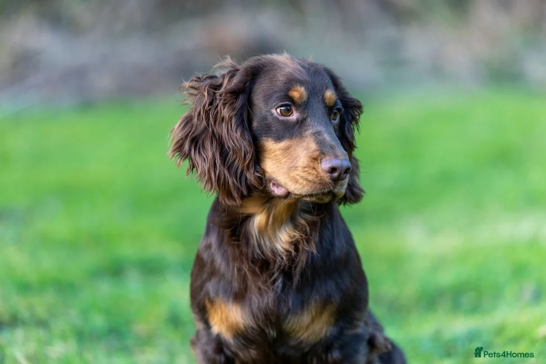 Cocker Spaniel dogs for stud: Working Chocolate & Tan Stud in Bedale - Advert 4