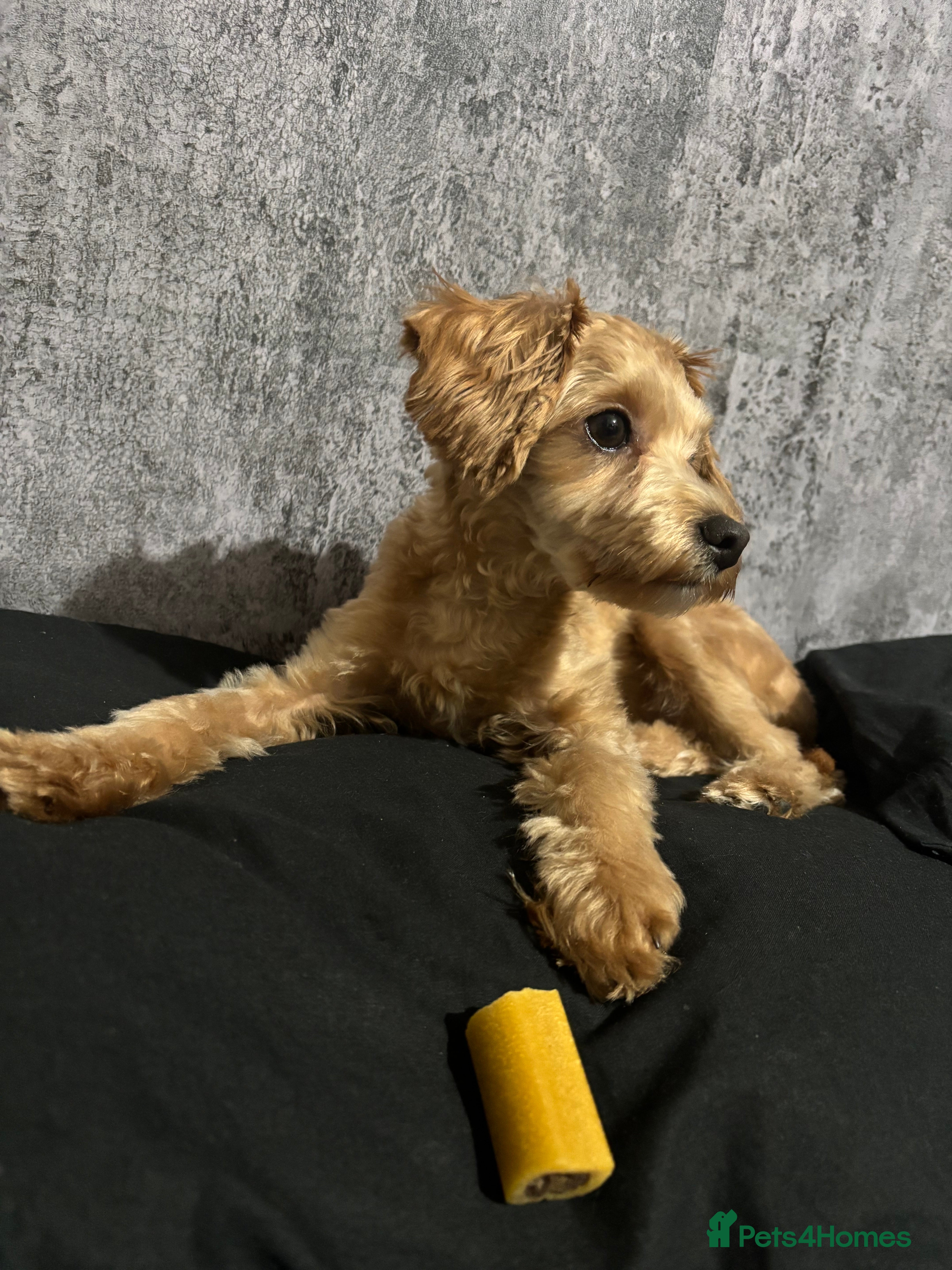 Maltipoo dogs A little Maltipoo is looking for a family 🐶💛 - Advert 16