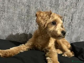 Maltipoo dogs A little Maltipoo is looking for a family 🐶💛 - Advert 16